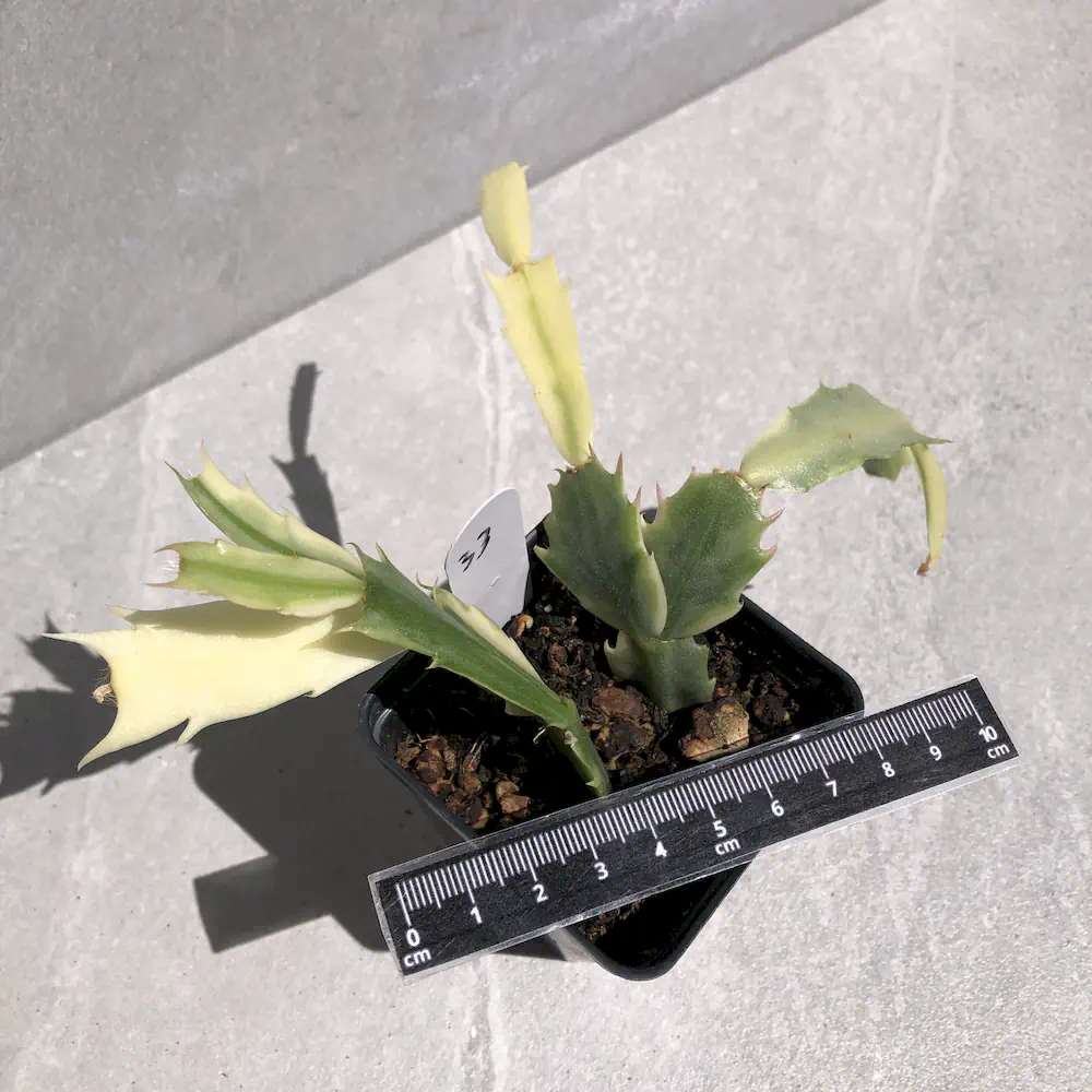 Schlumbergera Truncata Variegated - Thanksgiving Cactus