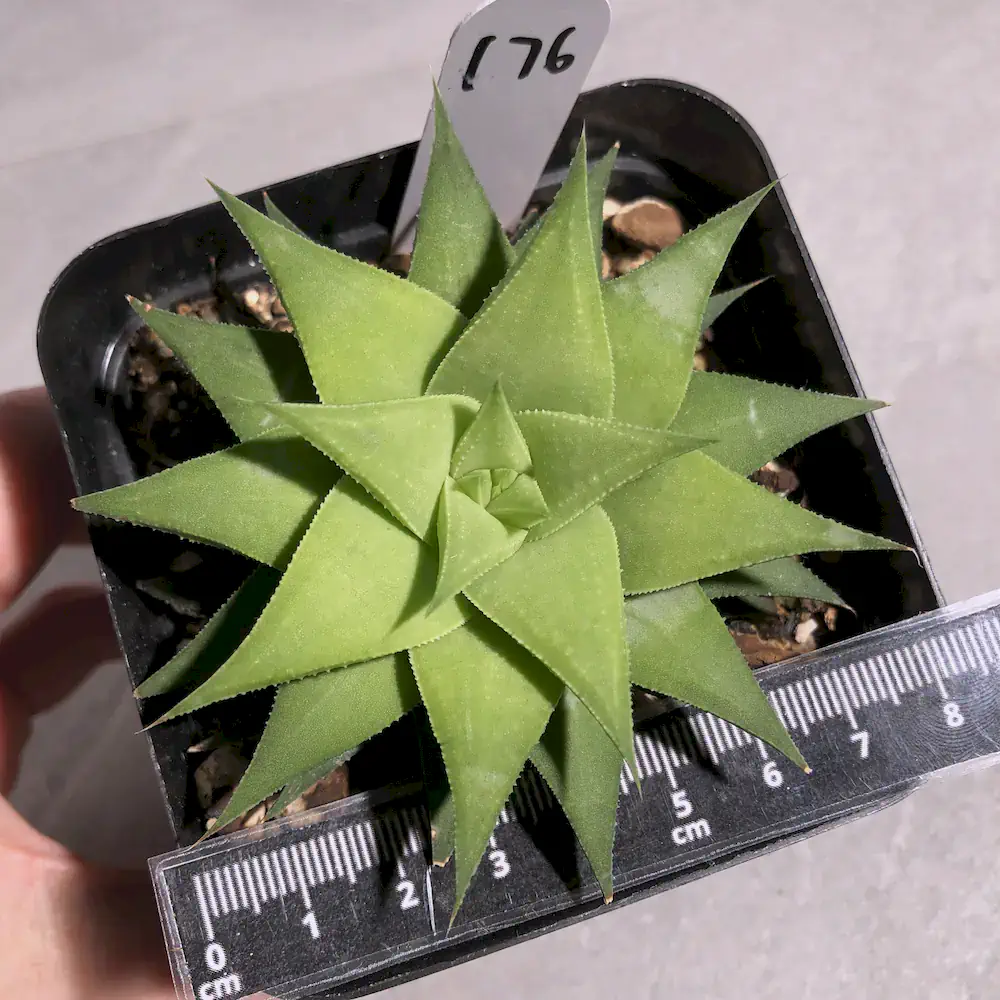 Haworthia Angustifolia Var. Baylissii