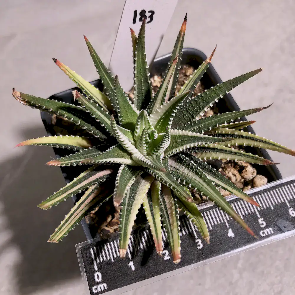 Haworthiopsis Attenuata White Variegated