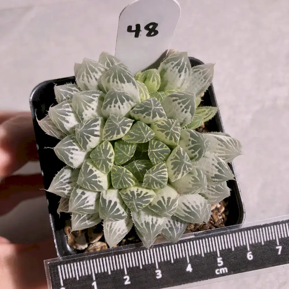 Haworthia Cooperi Pilifera Variegated “Silver Swirls”