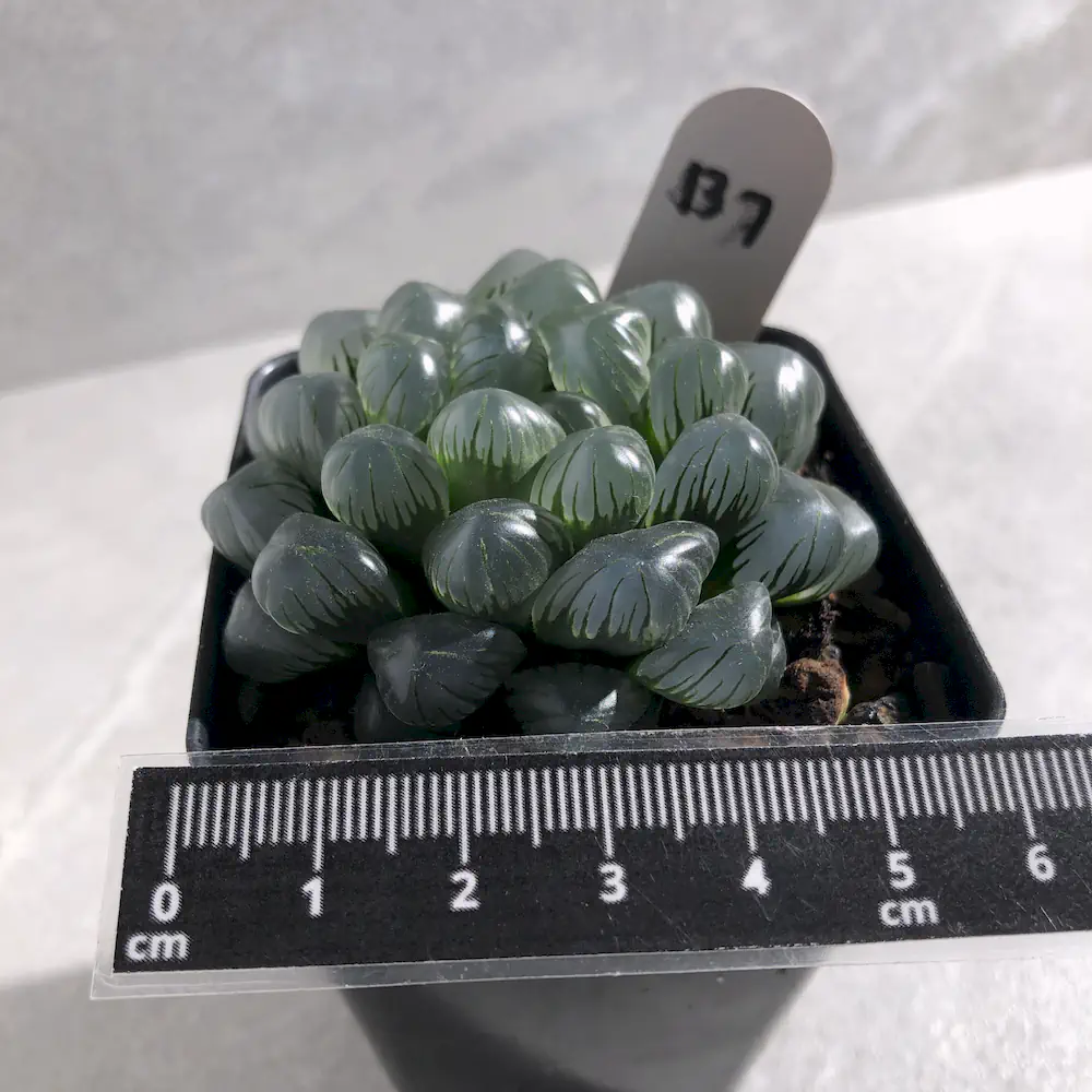 Haworthia Cooperi Var Truncata