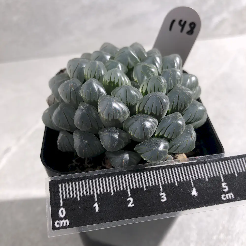 Haworthia Cooperi Var Truncata