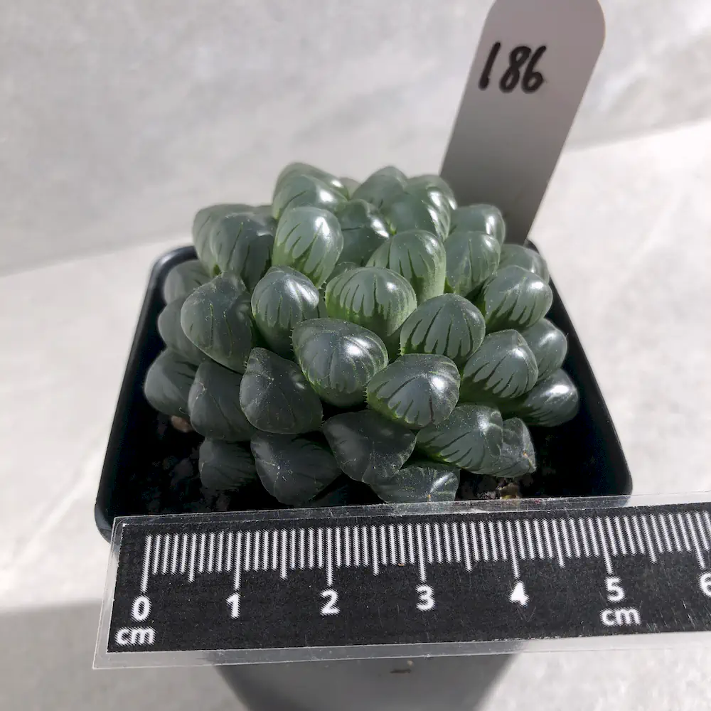 Haworthia Cooperi Var Truncata