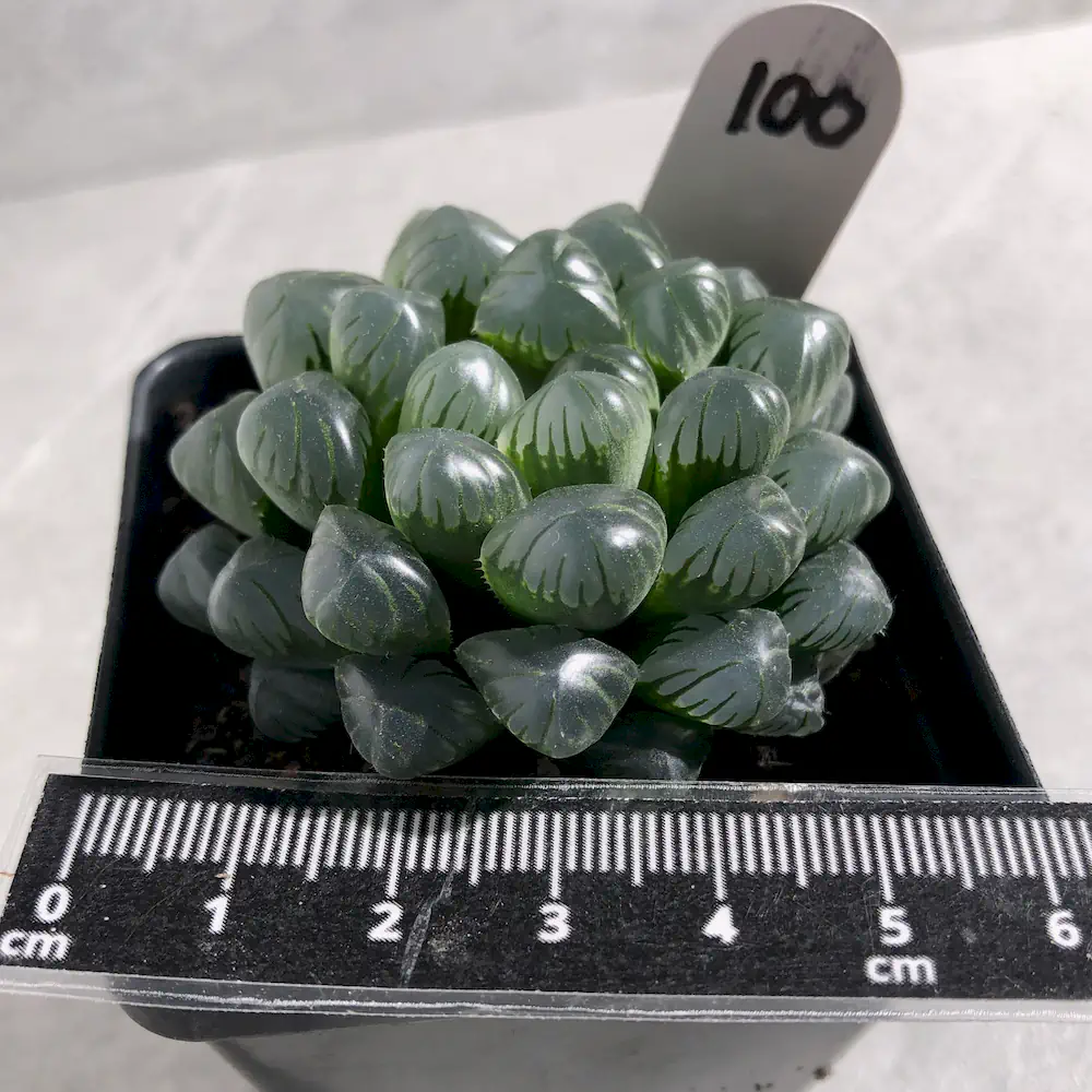 Haworthia Cooperi Var Truncata