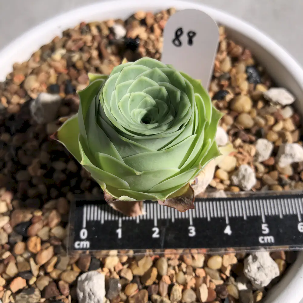Greenovia Sp