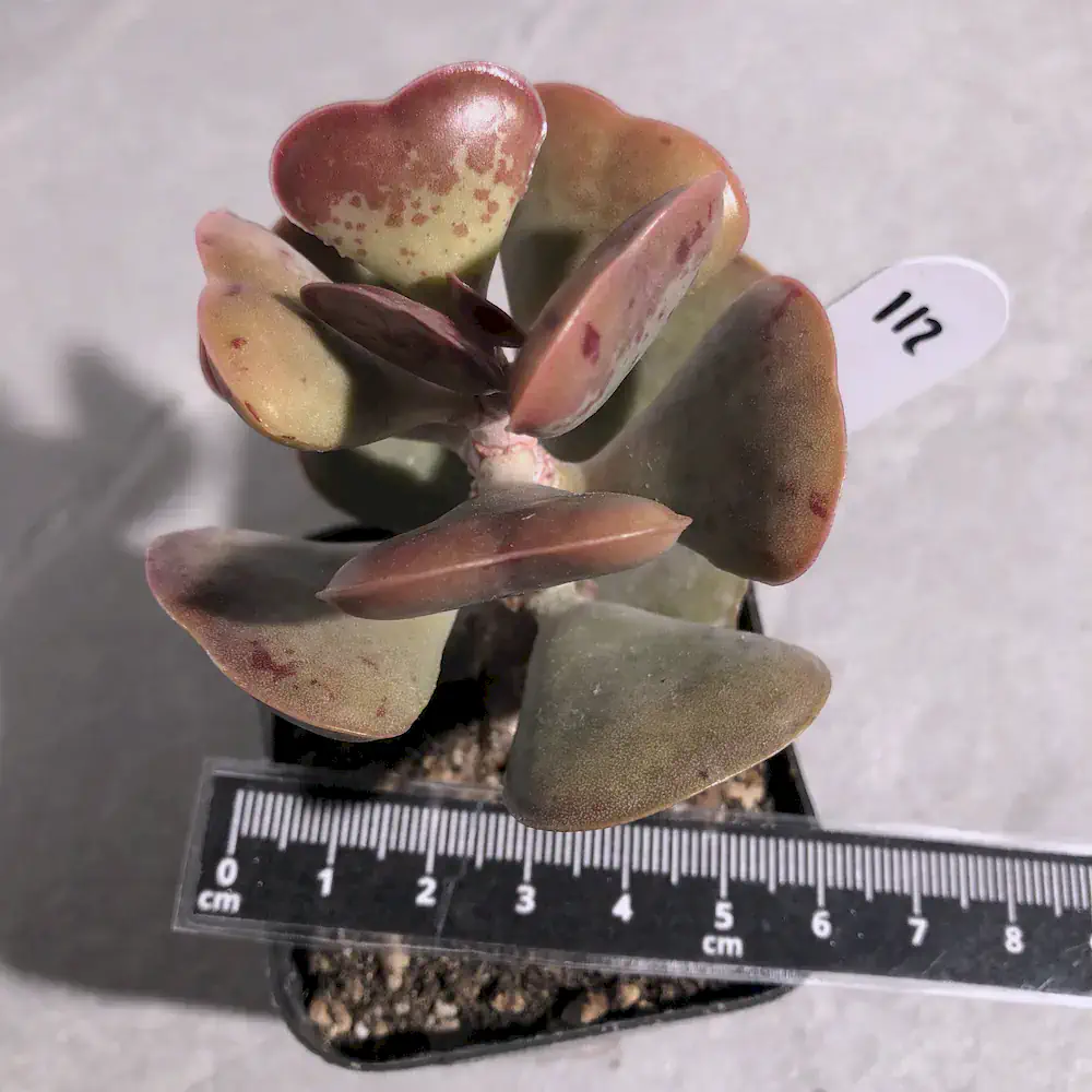 Adromischus Triflorus - Calico Hearts
