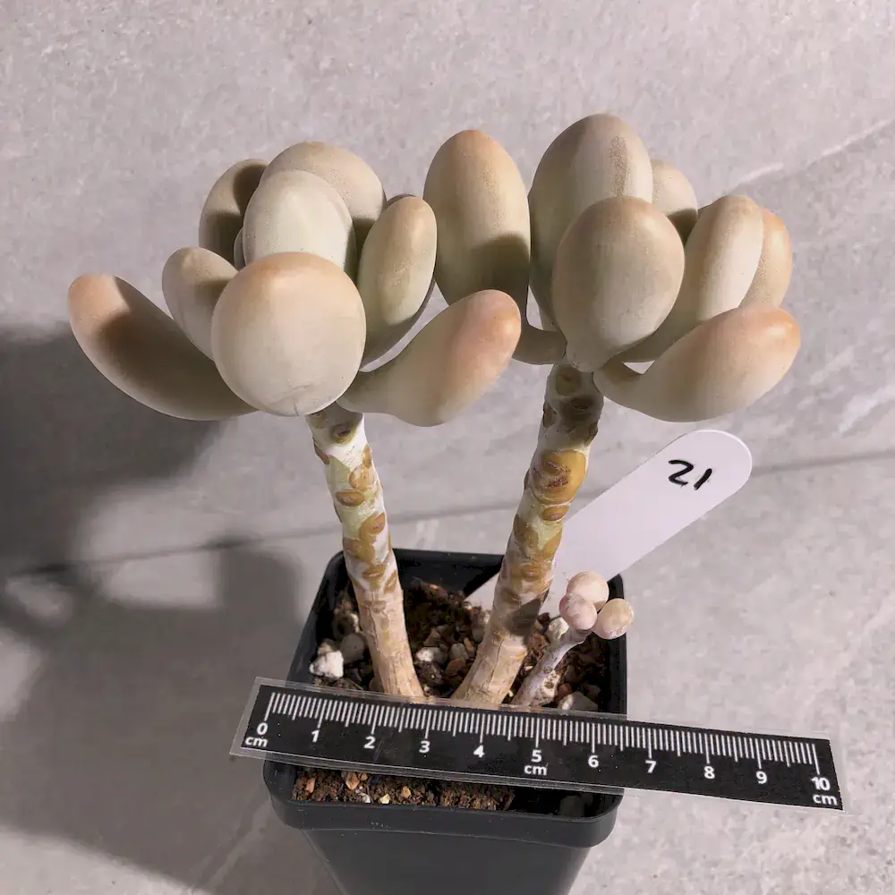 Pachyphytum Oviferum - Moonstones