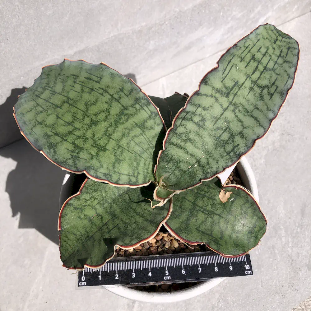 Sansevieria Kirkii Silver Blue