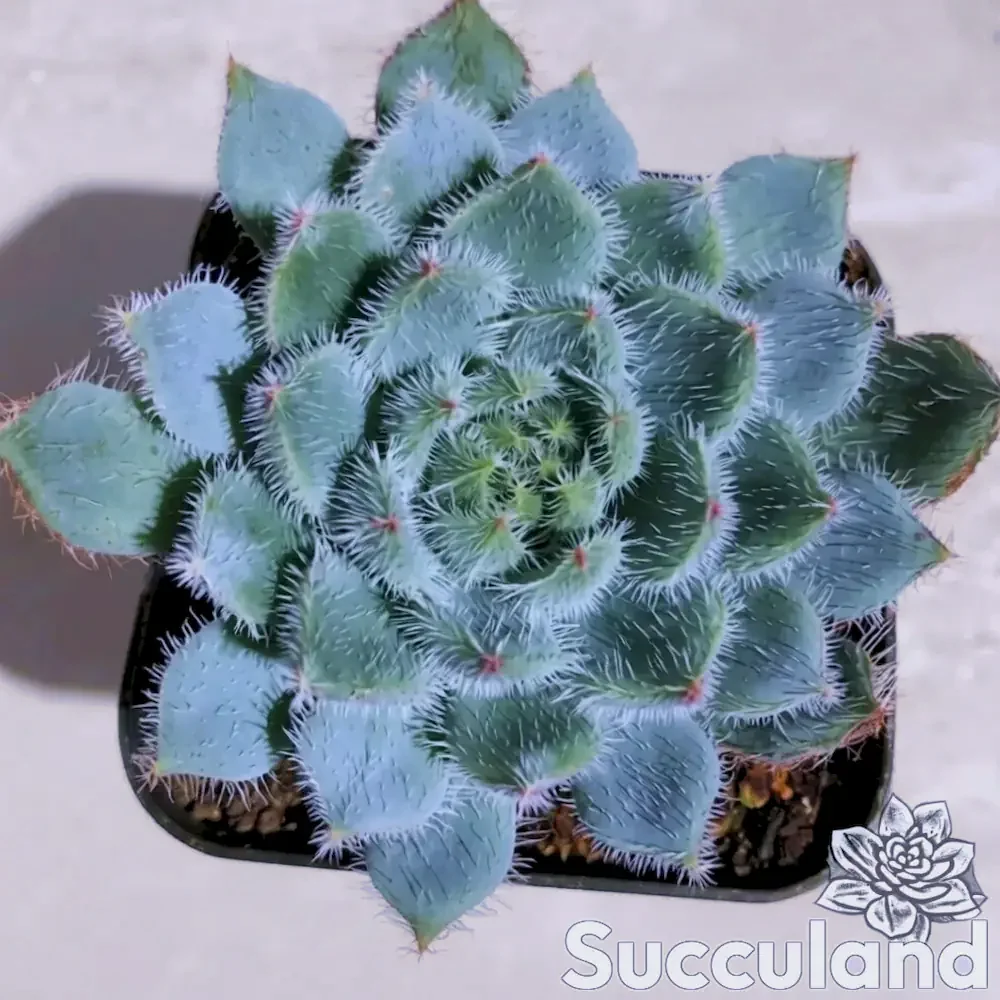Echeveria Setosa Var Minor Succulet