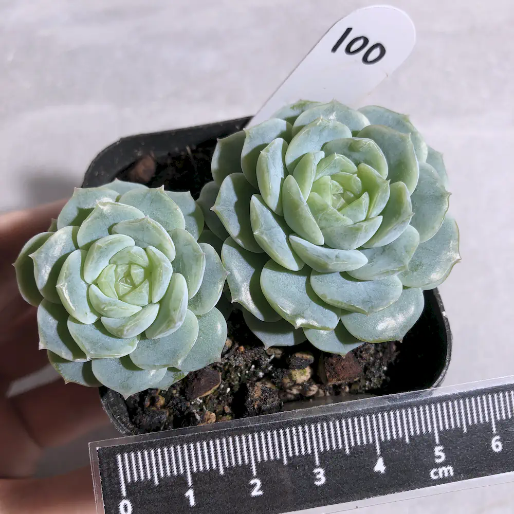 Echeveria Ice Jelly