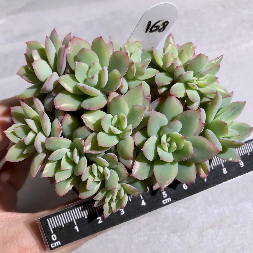 Echeveria Luella