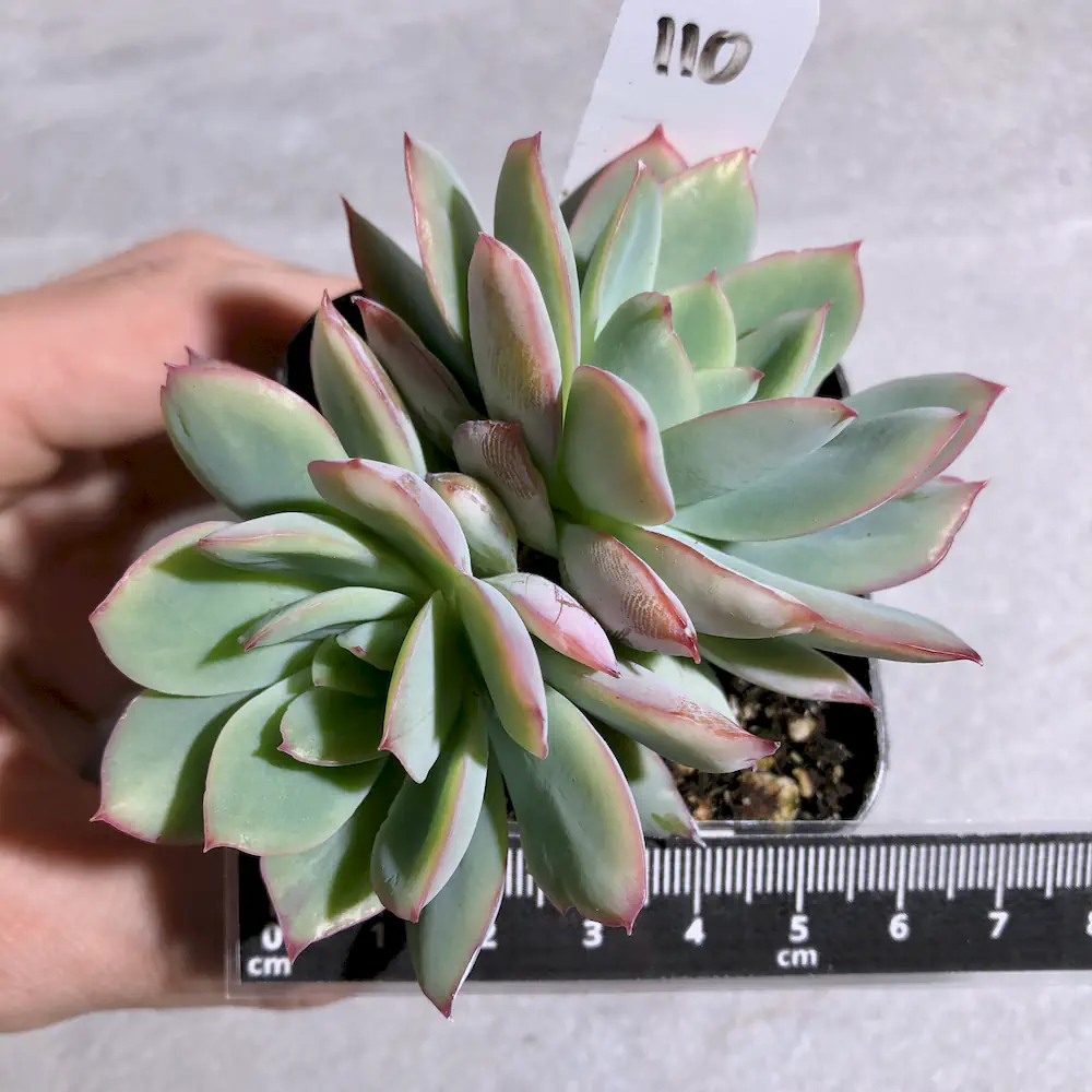 Echeveria Luella