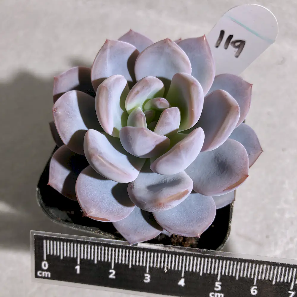 Echeveria Snow Angel