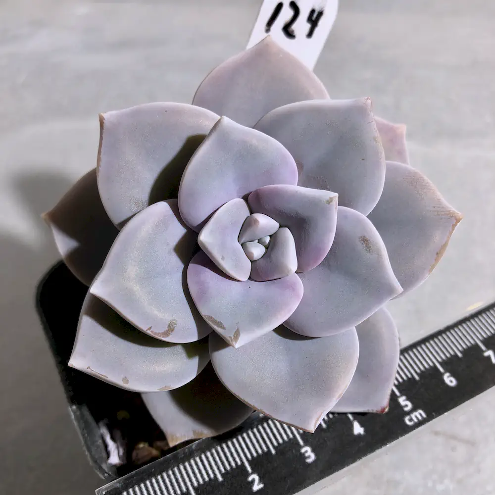 Graptopetalum Purple Delight