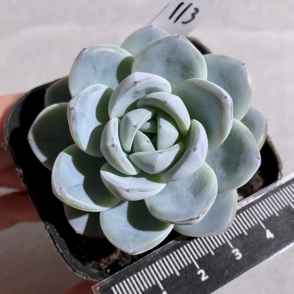 Echeveria White Shell