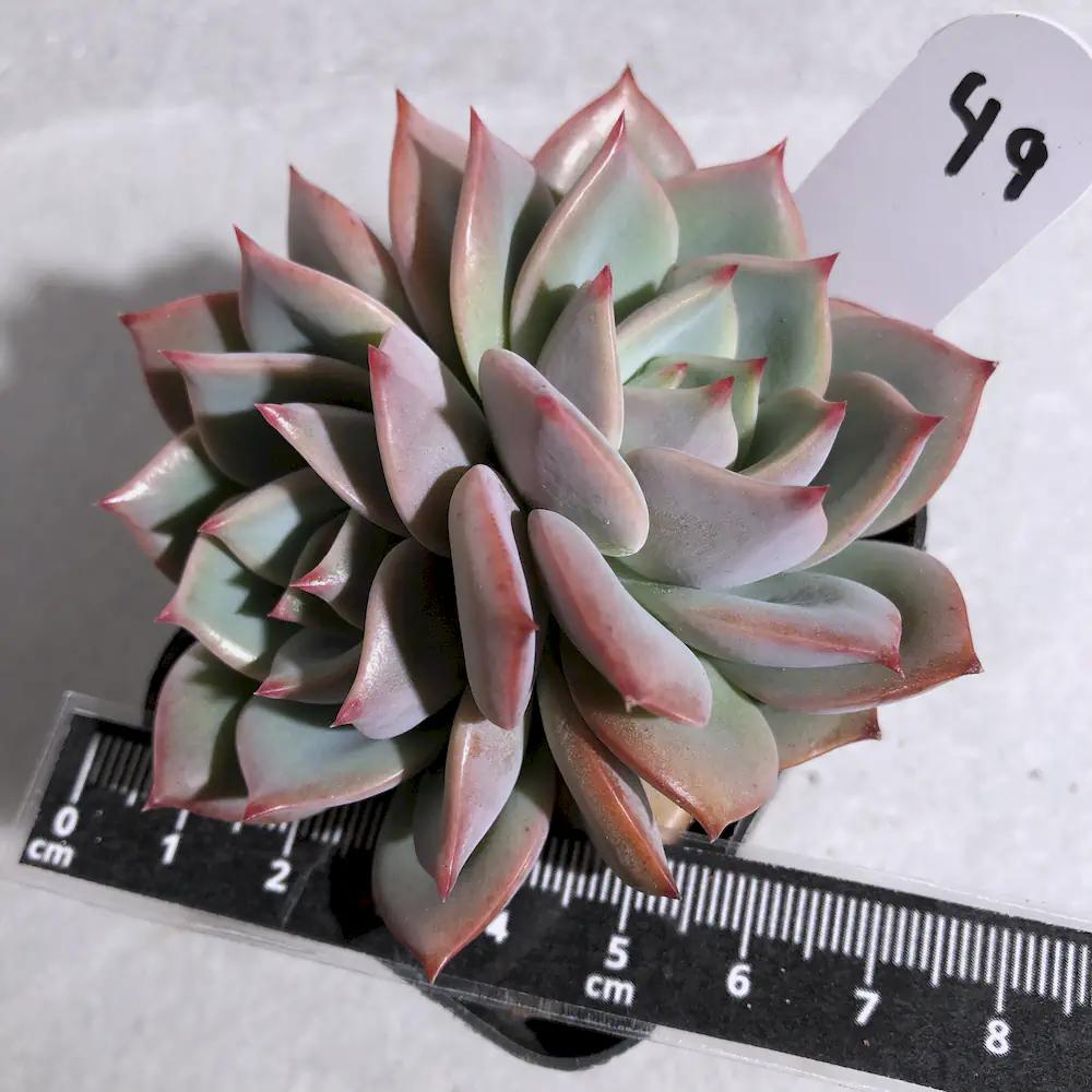 Echeveria Rose Quartz Mint
