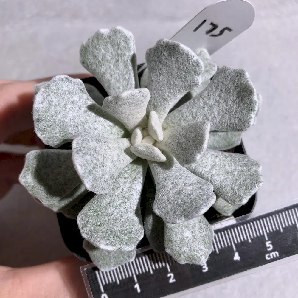 Caputia Scaposa Var. Addoensis