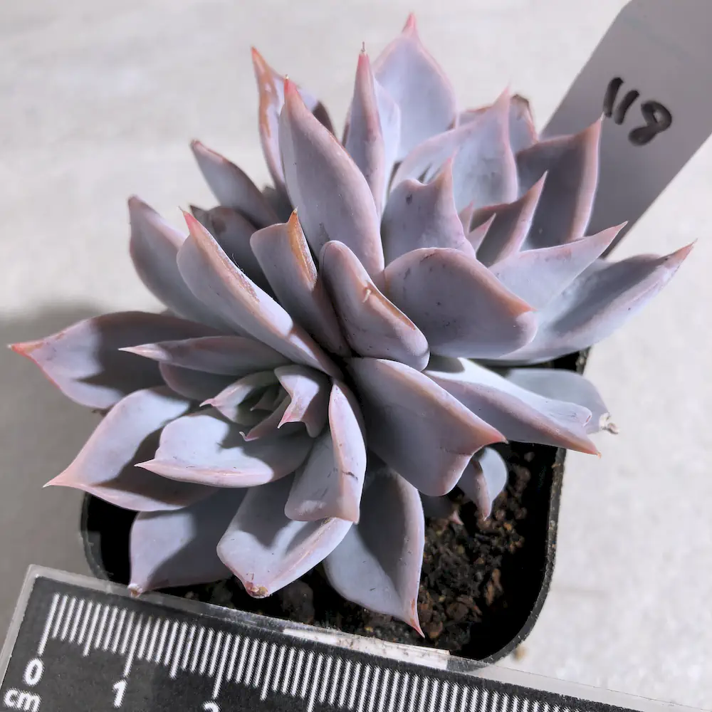 Echeveria Lucila