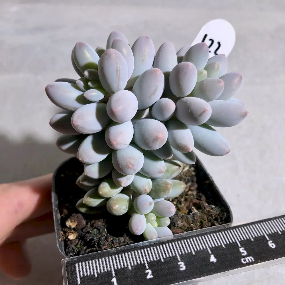 Pachyphytum Machucae - Baby Fingers