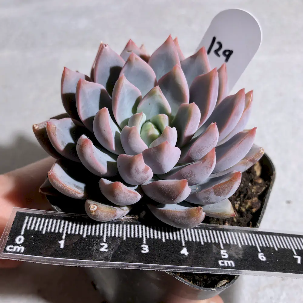 Echeveria Echoes