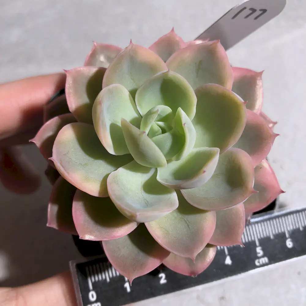Echeveria Pink Bella Variegated