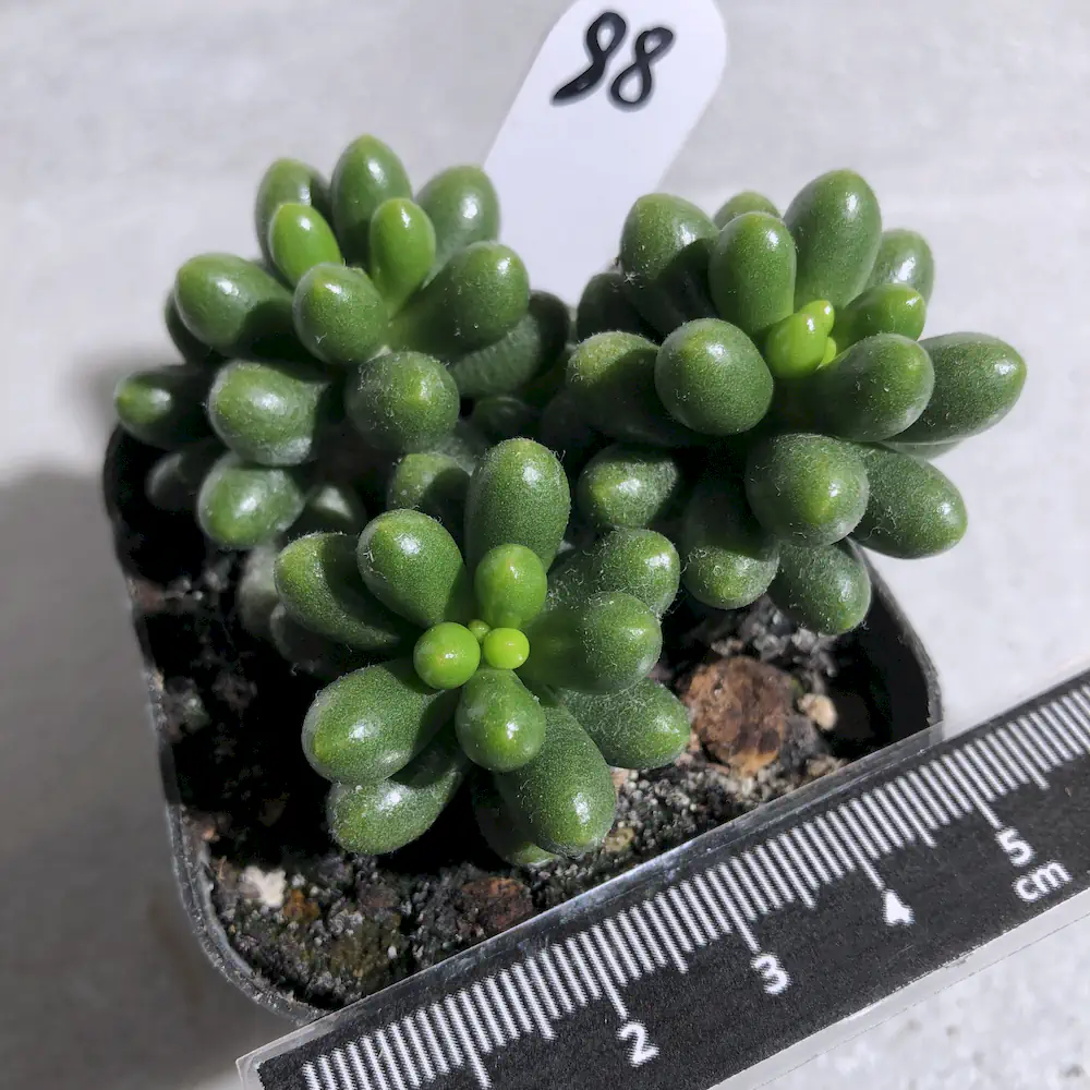 Sedum Hernandezii