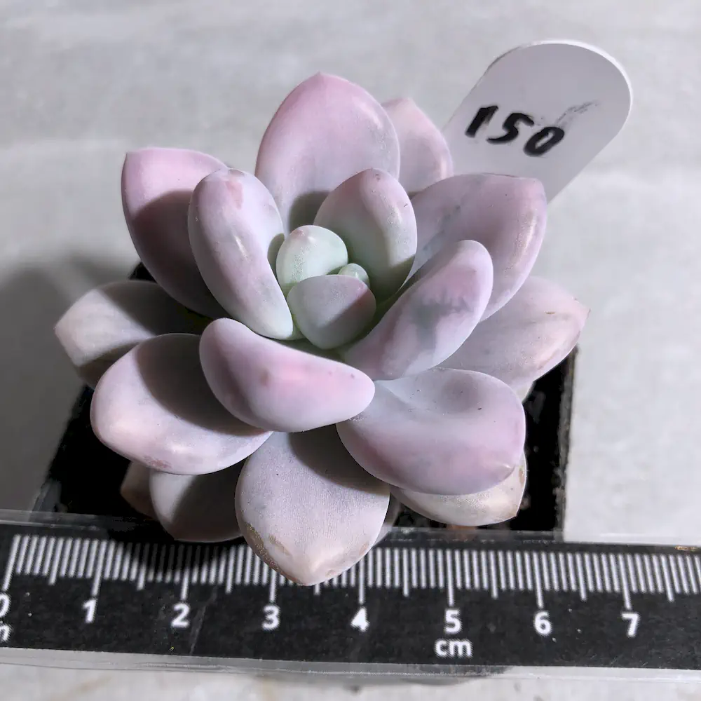 Graptoveria Opalina Line Variegated
