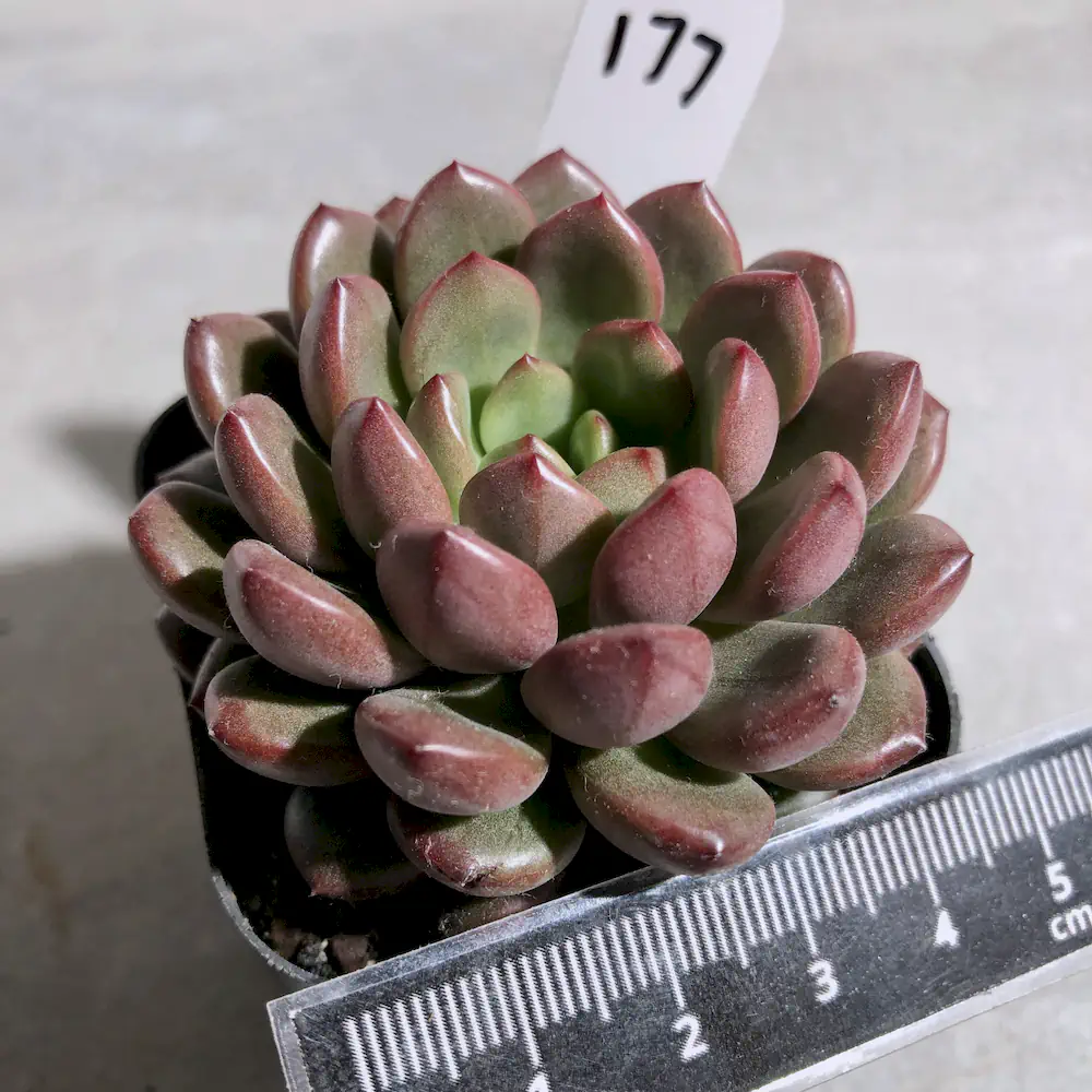 Sedeveria Pink Ruby