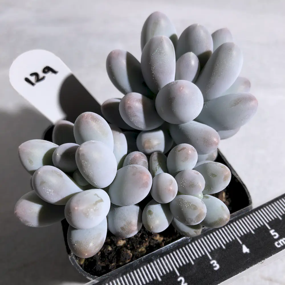 Pachyphytum Sweet Dumpling