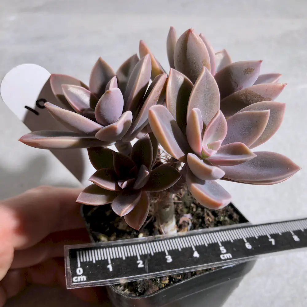 Graptoveria Fred Ives