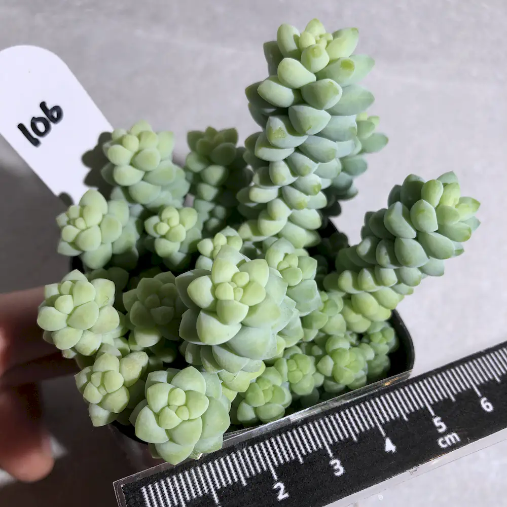 Sedum Burrito - Baby Donkey Tail