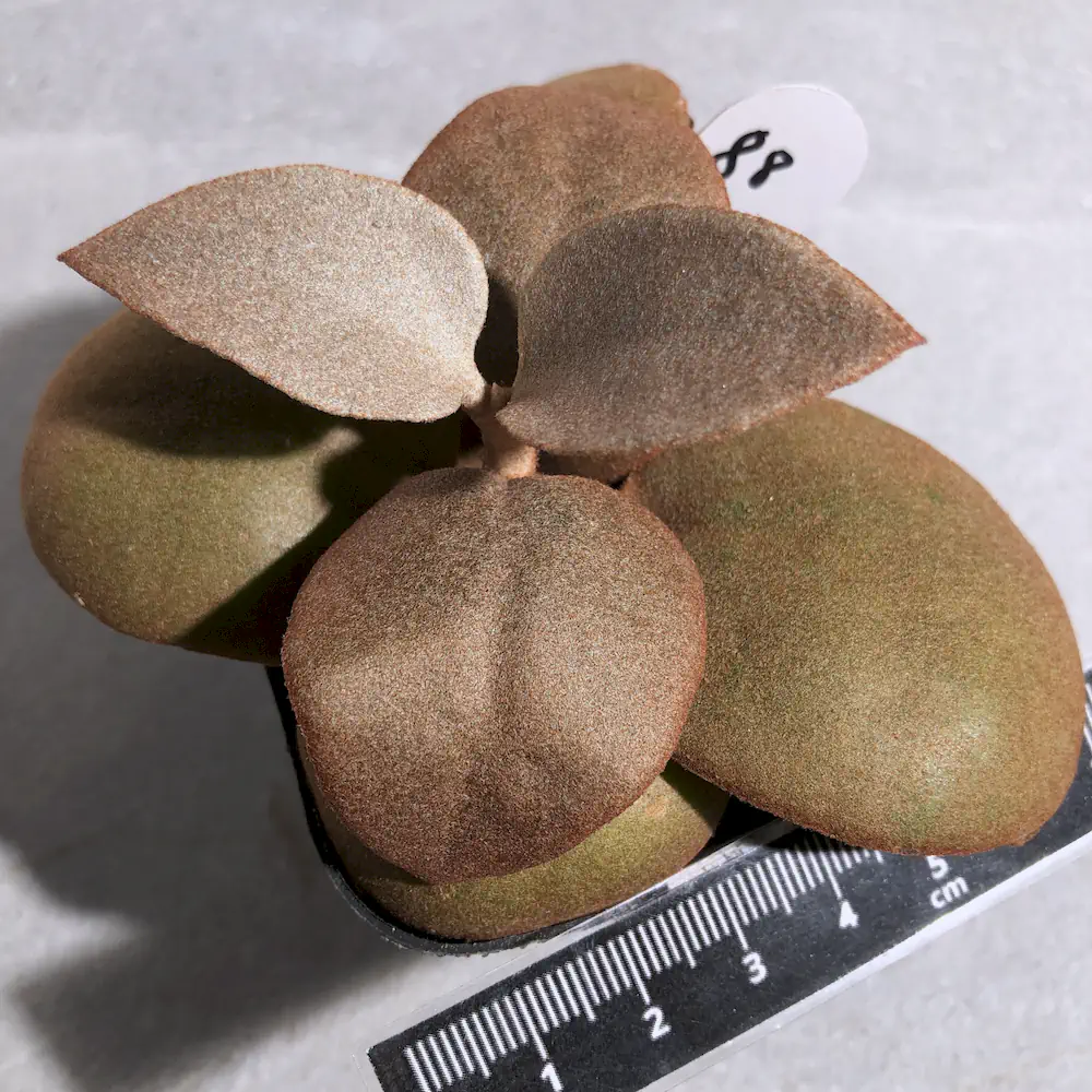 Kalanchoe Orgyalis - Copper Spoons