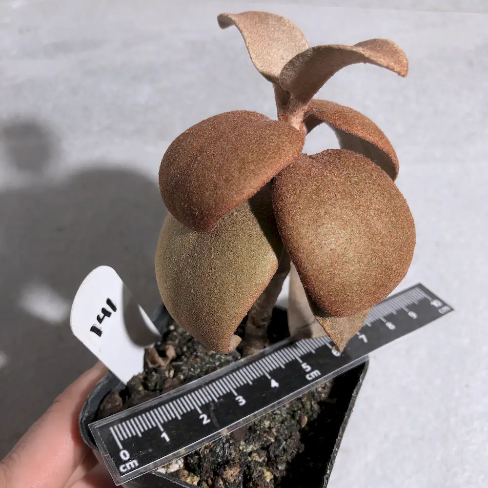 Kalanchoe Orgyalis - Copper Spoons