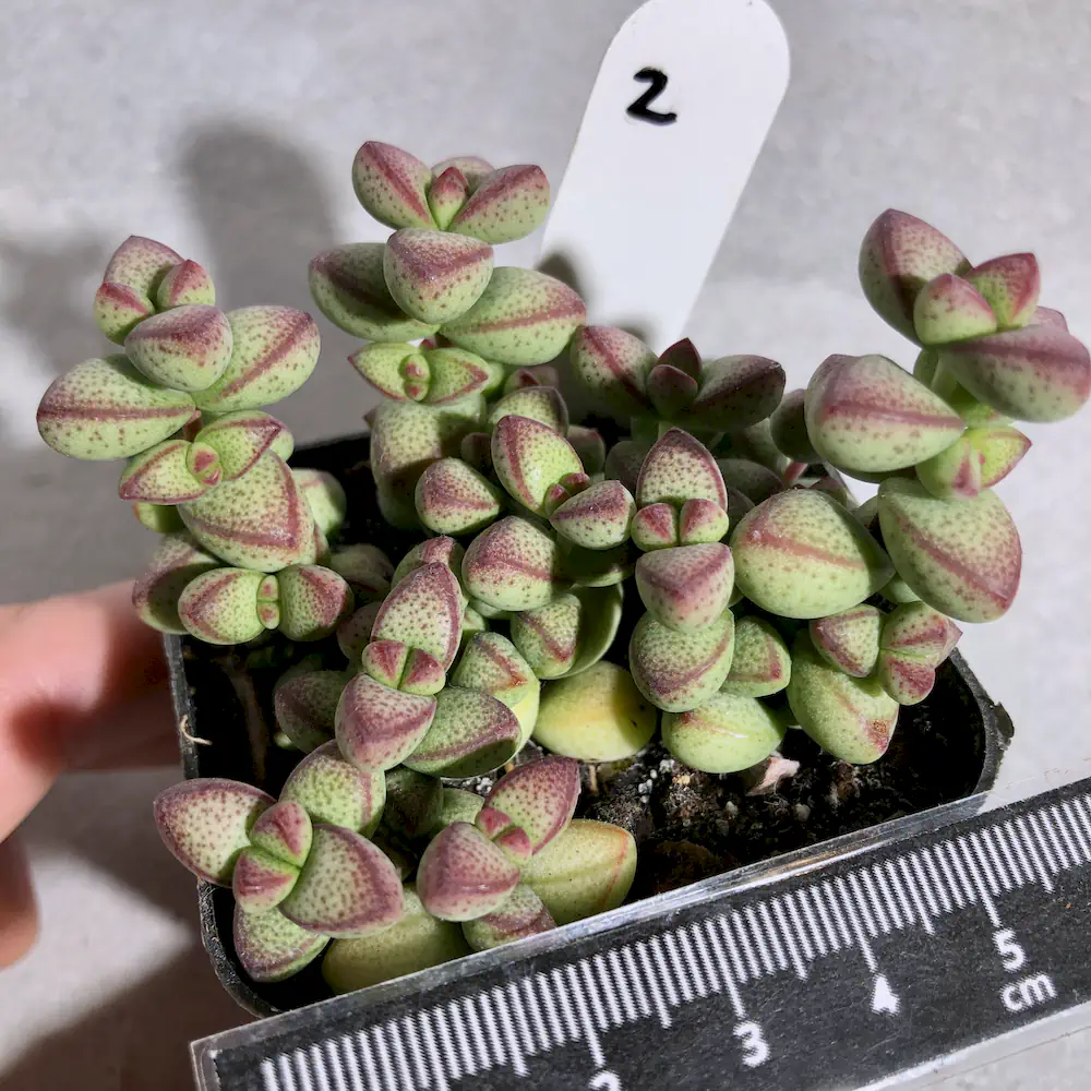 Crassula Brevifolia - Baby Bells