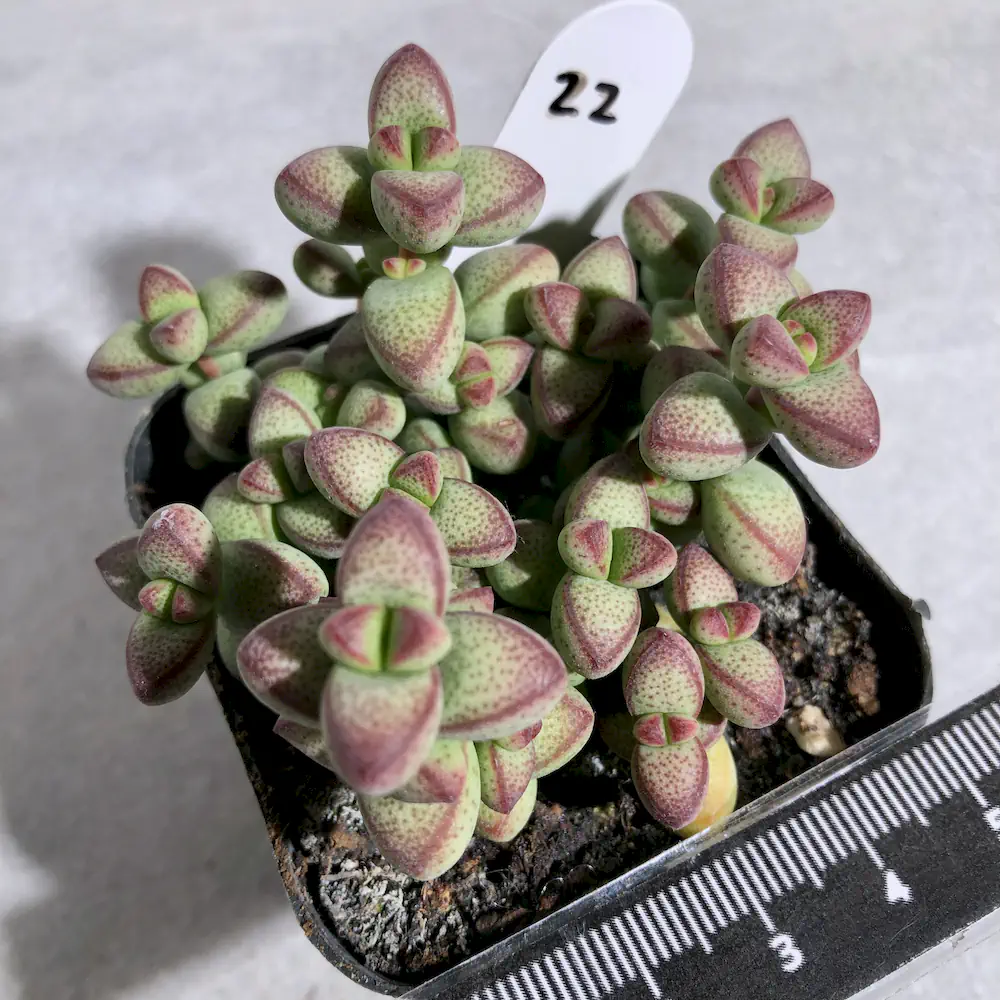 Crassula Brevifolia - Baby Bells