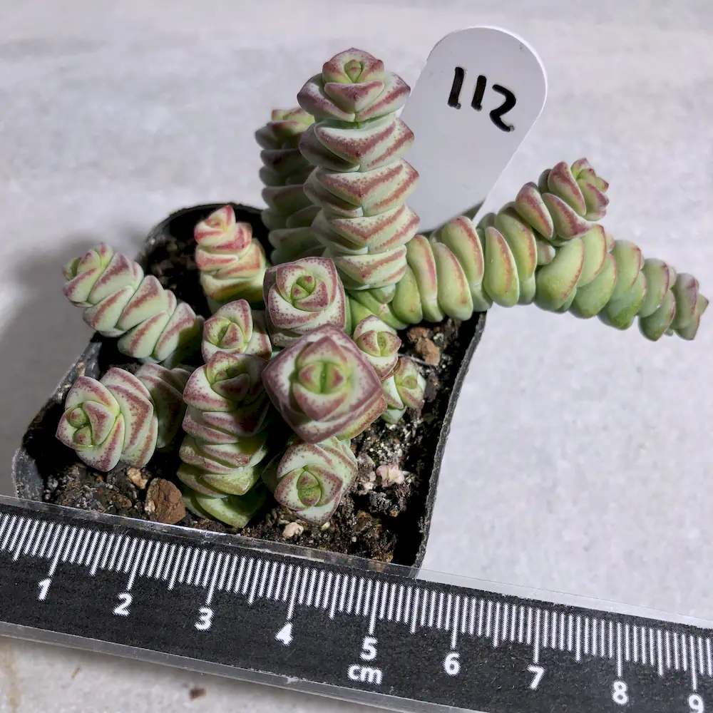 Crassula Baby Necklace