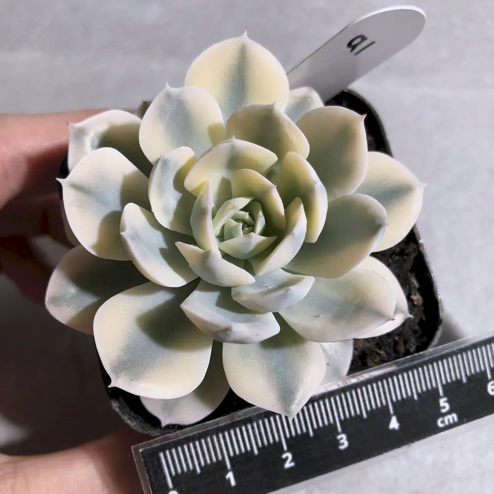 Echeveria Runyonii “Akaihosi” Variegated