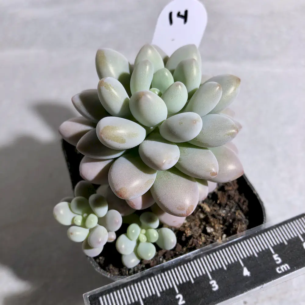 Pachyveria Daphne