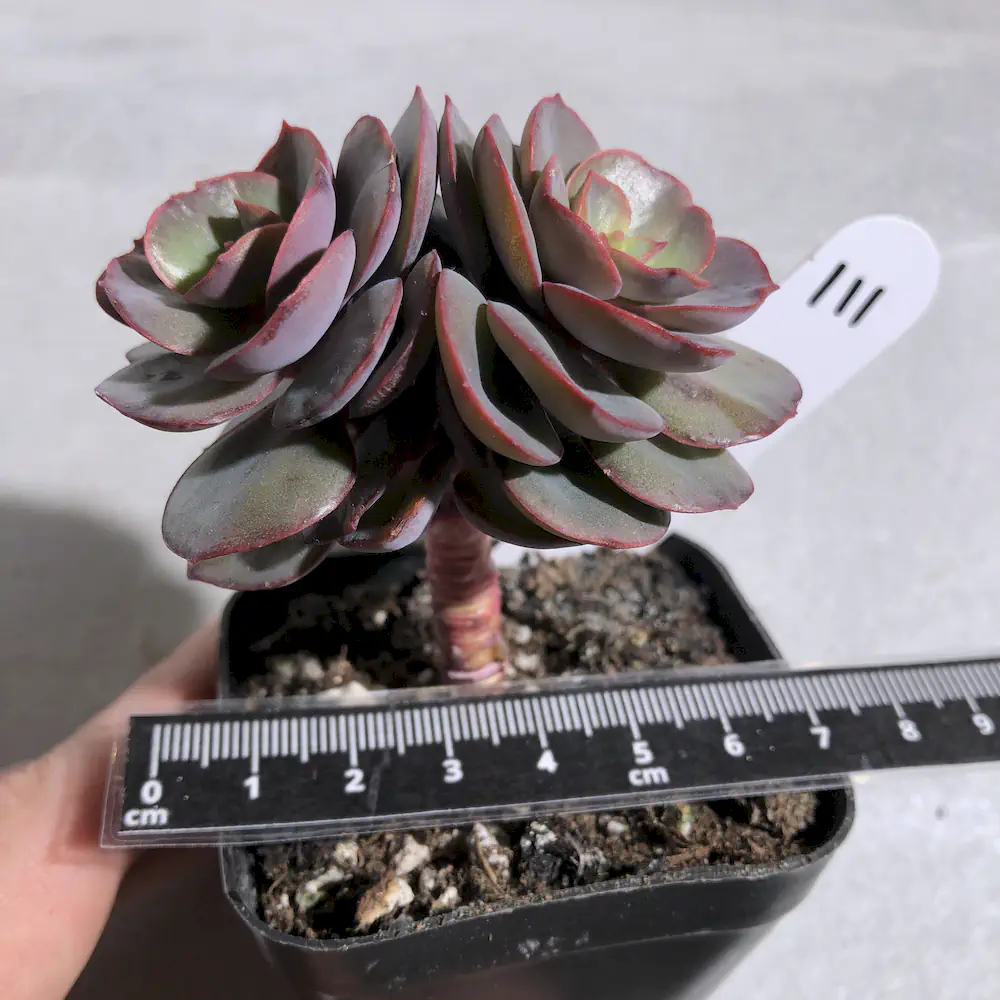 Echeveria Suyon