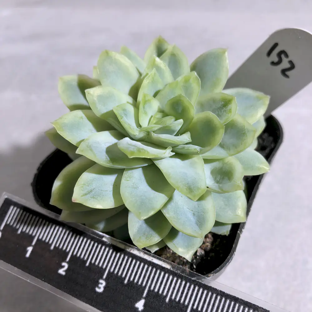 Echeveria Ice Chips