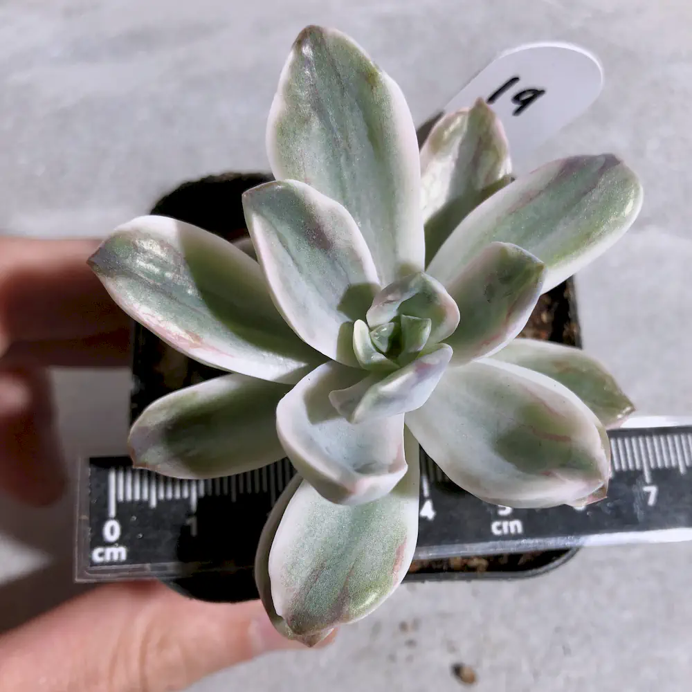 Echeveria Joy Variegated