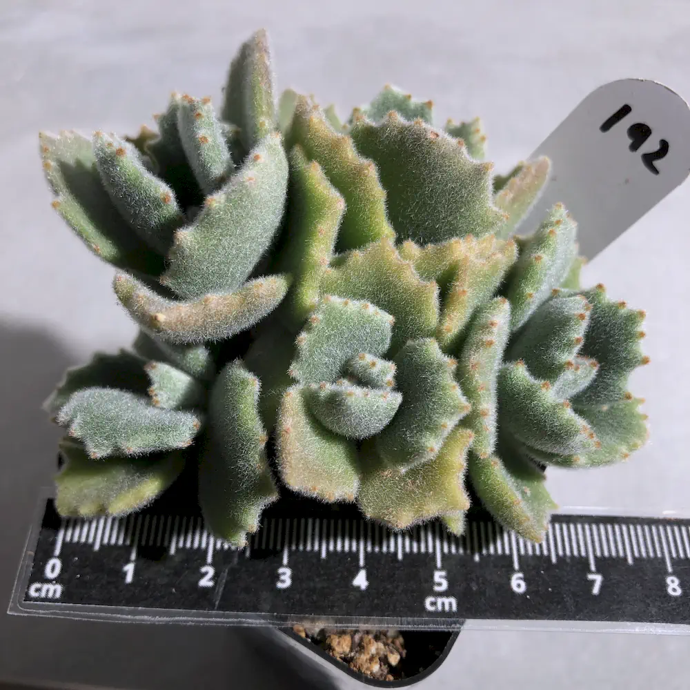 Kalanchoe Millotii - Velvet Soft Leaf