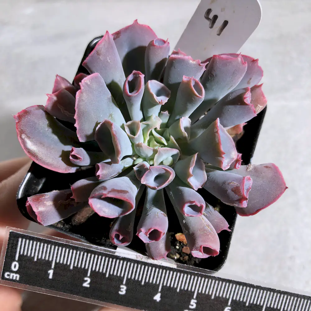 Echeveria Trumpet Pinky