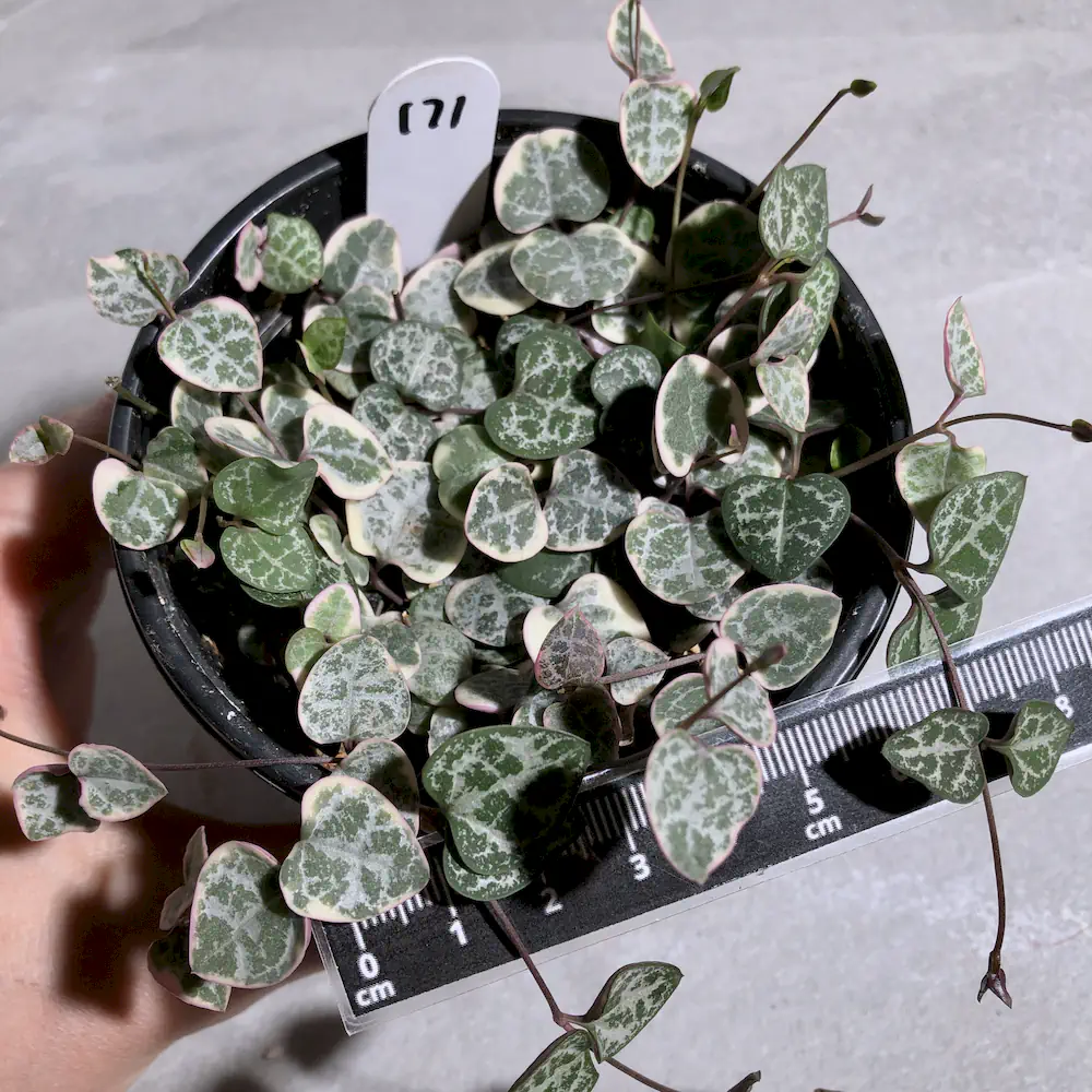 Ceropegia Woodii - String of Hearts Variegated