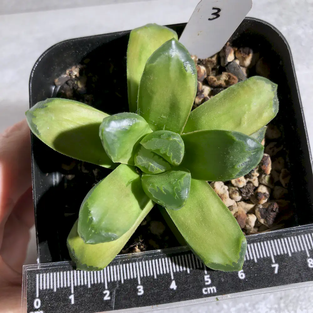 Haworthia Pale Peace