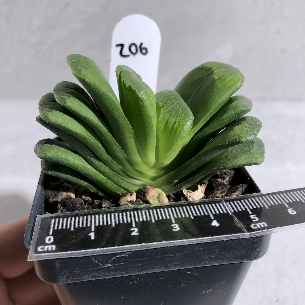 Haworthia Truncata 'Lemon Lime'