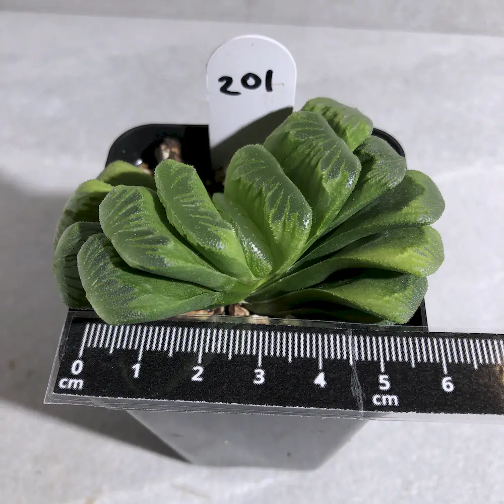 Haworthia Truncata 'Lemon Lime'