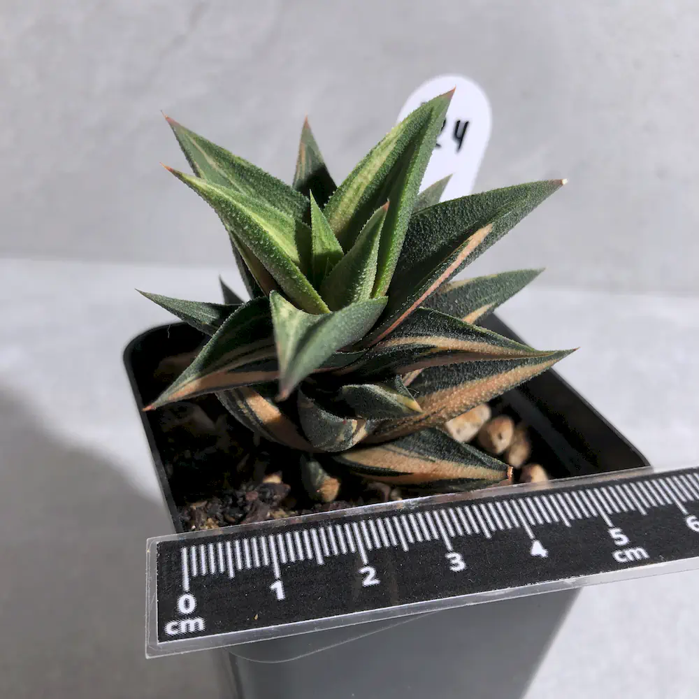 Haworthiopsis Attenuata var. Glabrata Variegated