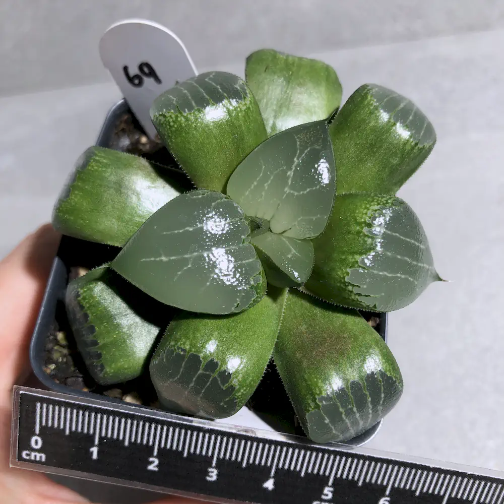 Haworthia Emelyae Var. Comptoniana