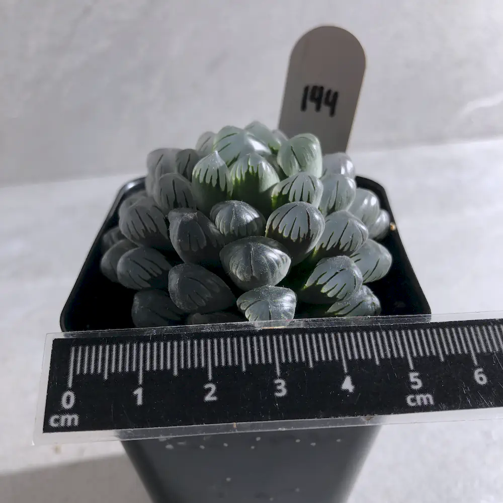 Haworthia Cooperi Var Truncata
